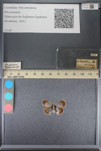 Media type: image;   Entomology 194597